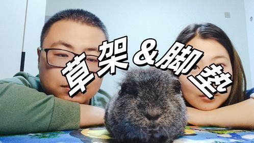 小宠饲养装备，荷兰猪草架和脚垫选择，这些坑都要避开
