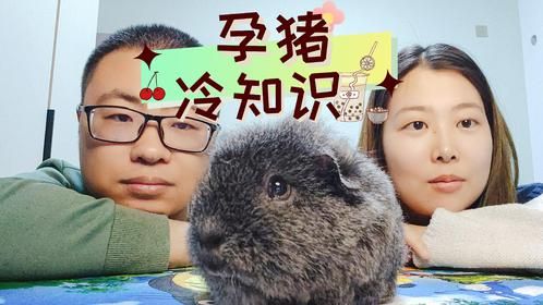 孕期荷兰猪的护理，迷你卡皮巴拉最佳生崽年龄，母猪的产后护理