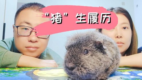 豚鼠的一生，荷兰猪各年龄段的特点，如何推断一胎中的出生顺序?