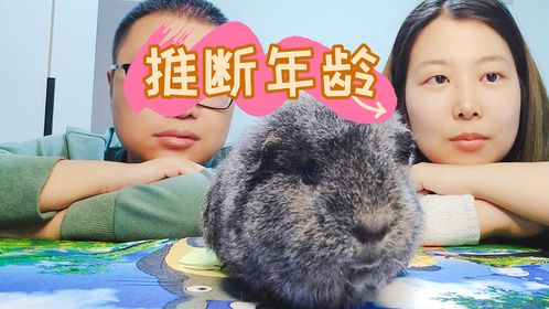 豚鼠的一生，怎么推断荷兰猪年龄？