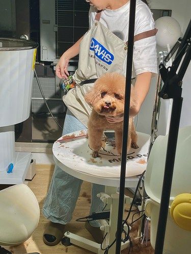 狗届Tony拯救我家潦草小狗