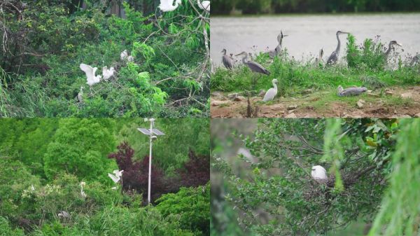 白鹭苍鹭鸟类栖息地生态湿地公园大自然环境
