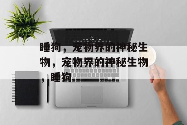 睡狗，宠物界的神秘生物，宠物界的神秘生物，睡狗