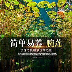 宠小帅 碗莲种子水培植物鱼缸造景水草睡莲盆栽装饰四季开花绿植莲种子 （高成活送营养液）