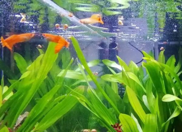 怎么断定孔雀鱼生完了?