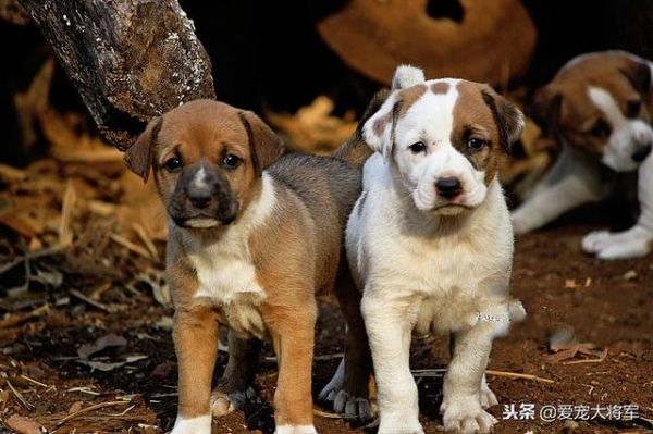 二十年养狗经验，结合生物知识教你识别好狗崽，任何犬种都适用！