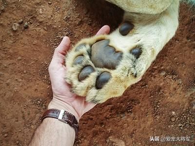 二十年养狗经验，结合生物知识教你识别好狗崽，任何犬种都适用！