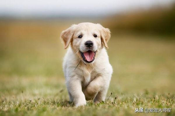 二十年养狗经验，结合生物知识教你识别好狗崽，任何犬种都适用！