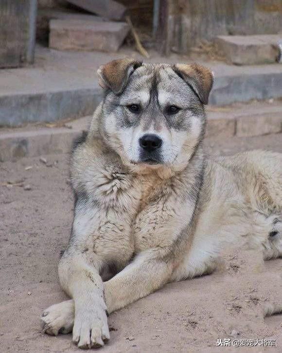 二十年养狗经验，结合生物知识教你识别好狗崽，任何犬种都适用！