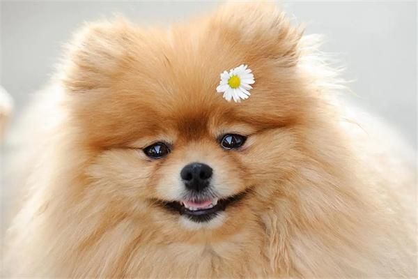 狗狗可以吃杏仁吗？