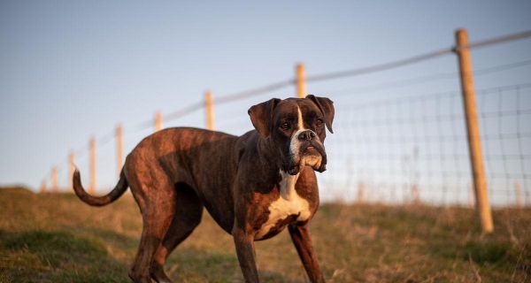 如何解决以拳师犬偏食的问题？（从饮食习惯、营养搭配到行为训练，让你的拳师犬吃得健康！）