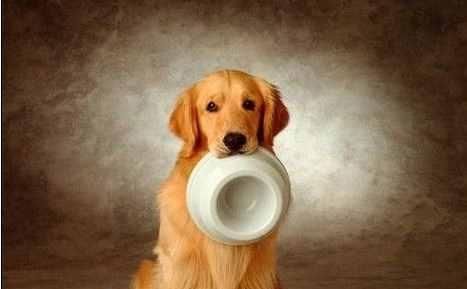 金毛犬的饮食指南（宠物健康的关键是正确的饮食搭配）