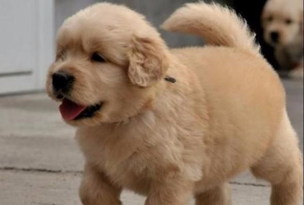 金毛犬的饮食指南（宠物健康的关键是正确的饮食搭配）
