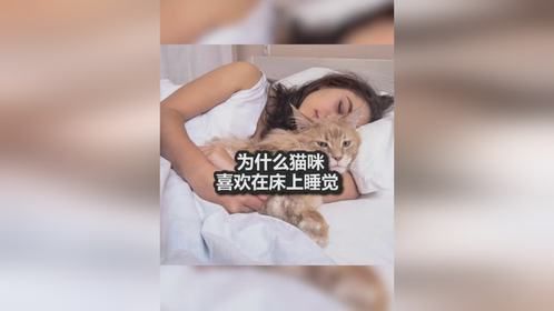 为什么猫咪喜欢在床上睡觉？