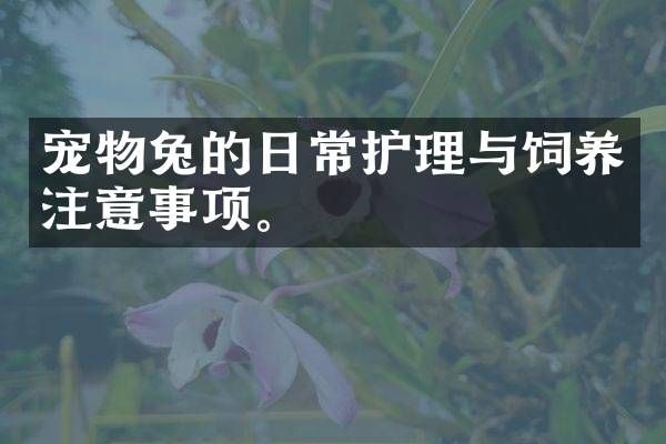 宠物兔的日常护理与饲养注意事项。