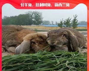 以新西兰兔为宠物的饲养方法（详细介绍新西兰兔的饲养技巧）