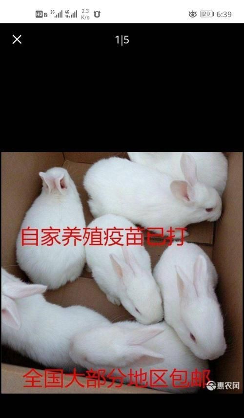 以新西兰兔为宠物的饲养方法（详细介绍新西兰兔的饲养技巧）
