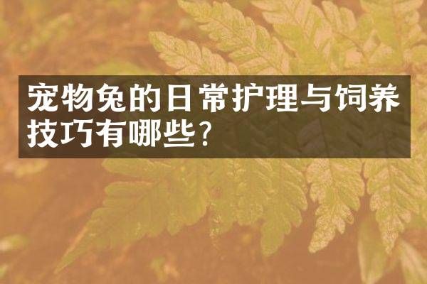 宠物兔的日常护理与饲养技巧有哪些？