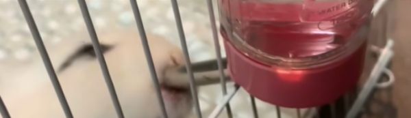 庭院兔子窝怎么垒_兔子舍的搭建方法