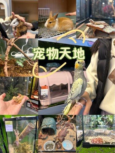 万物皆盘