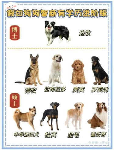 狗狗智商学历 1.0 版来啦