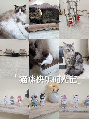 在鸣宠实现撸猫自由！