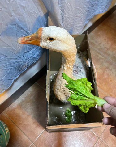 套圈中的鹅怎么办