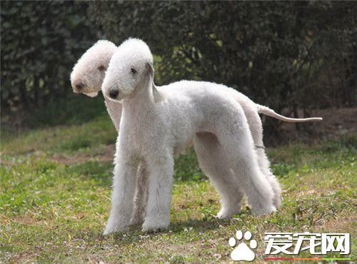 贝灵顿犬怎么训练
