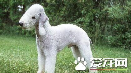 贝灵顿犬怎么训练