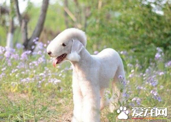 贝灵顿犬怎么训练