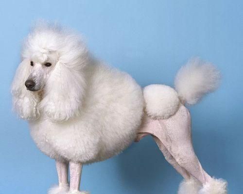 如何养护贵宾幼犬（关注细节，呵护宠物生活）