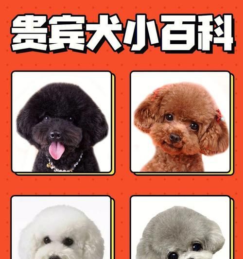 如何养护贵宾幼犬（关注细节，呵护宠物生活）