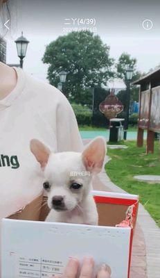 如何为你的吉娃娃幼犬提供全面营养（了解吉娃娃幼犬的营养需求以及如何提供均衡的饮食）