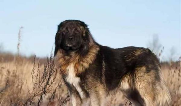 家养护卫犬养什么合适？选择适合的犬种有哪些要点？