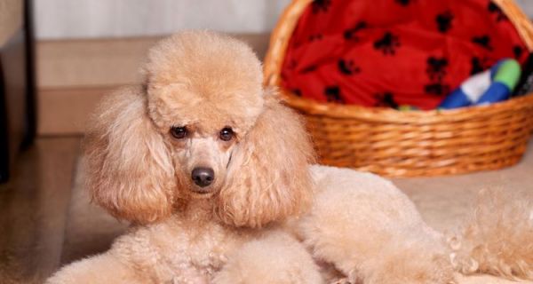 营养均衡，贵宾犬才能长个子（探究贵宾犬的饮食搭配和生长发育关系）