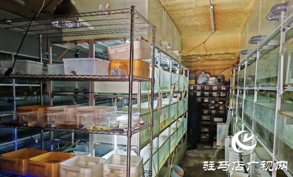 肖岩：返乡踏“龟”途 走上致富路