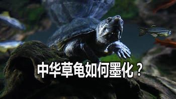 中华草龟怎么墨化？关键在于感受四季变化，最好是顺其自然