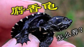 小巧玲珑的麝香龟，从挑选到繁殖，做到6点就能轻松养好