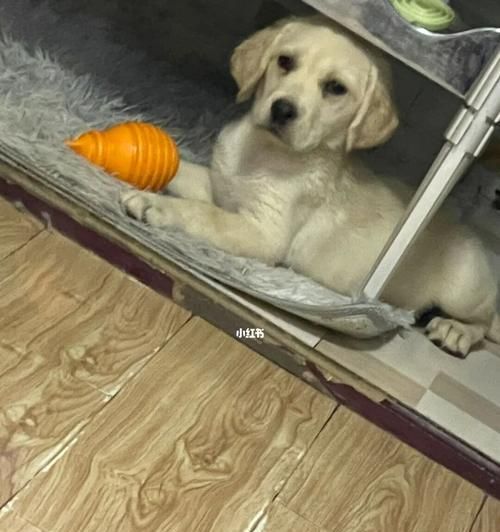 猫瘟是否会传染给狗狗（探究猫瘟对狗狗的影响及预防方法）