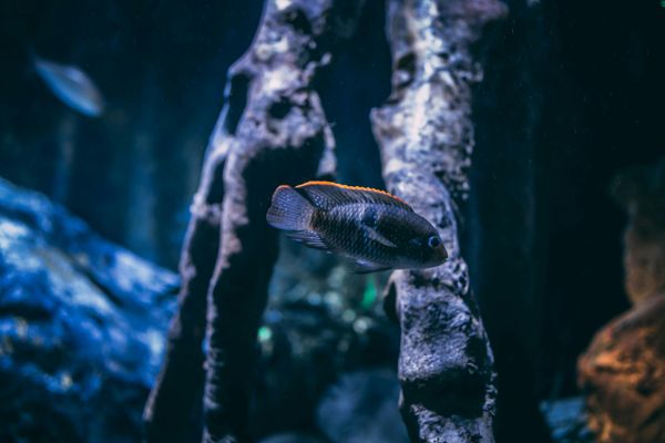南充水族批发市场有哪些鱼类品种图片(南充水族批发市场有哪些鱼类品种图片及价格) 广州观赏鱼批发市场