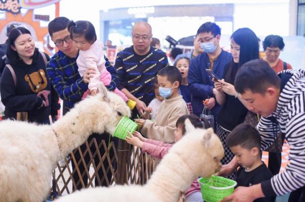 金海萌宠乐园直播，与可爱宠物亲密互动的全新体验