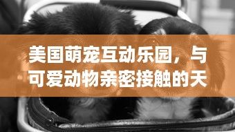 美国萌宠互动乐园，与可爱动物亲密接触的天堂