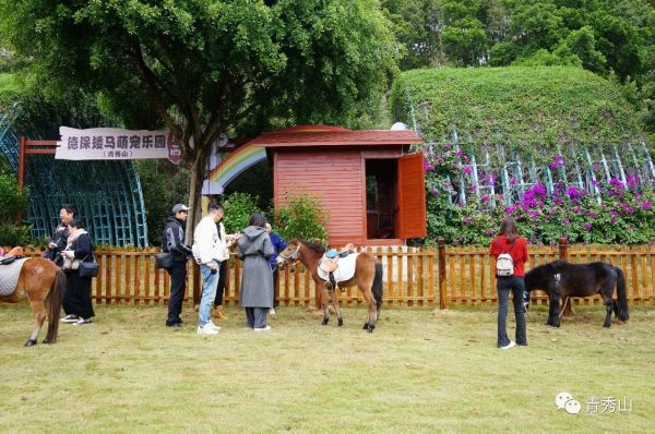 萌宠乐园南宁马山，一个充满欢乐与温馨的家庭娱乐胜地