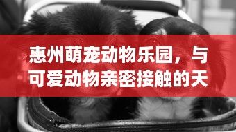 惠州萌宠动物乐园，与可爱动物亲密接触的天堂