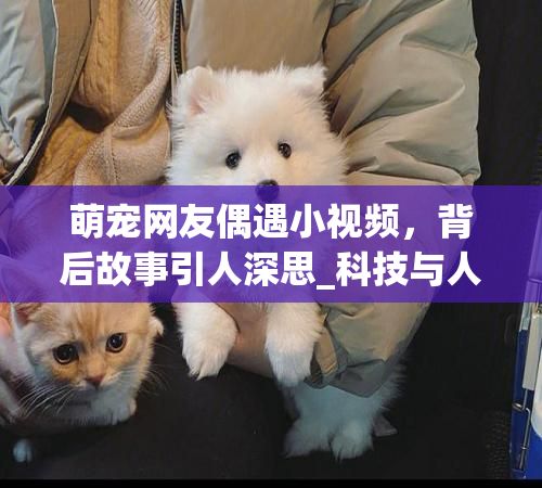 萌宠网友偶遇小视频，背后故事引人深思_科技与人文的和谐共鸣