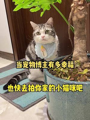 当宠物博主有多幸福，不仅天天能拍吸猫，还收到了新款智能猫厕所！#小佩智能猫厕所 #小佩