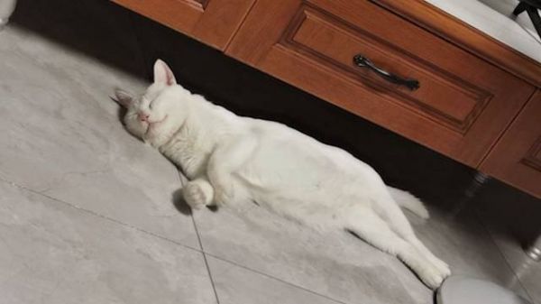 流浪猫爬十楼复仇家猫，宠物博主：听说这事我震惊了，家猫伤了整整一个月