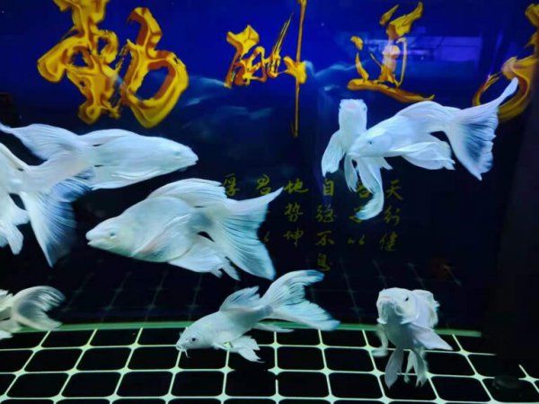 观赏鱼怎么喂食才合理
