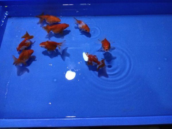 观赏鱼怎么喂食才合理