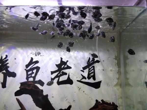 观赏鱼怎么喂食才合理